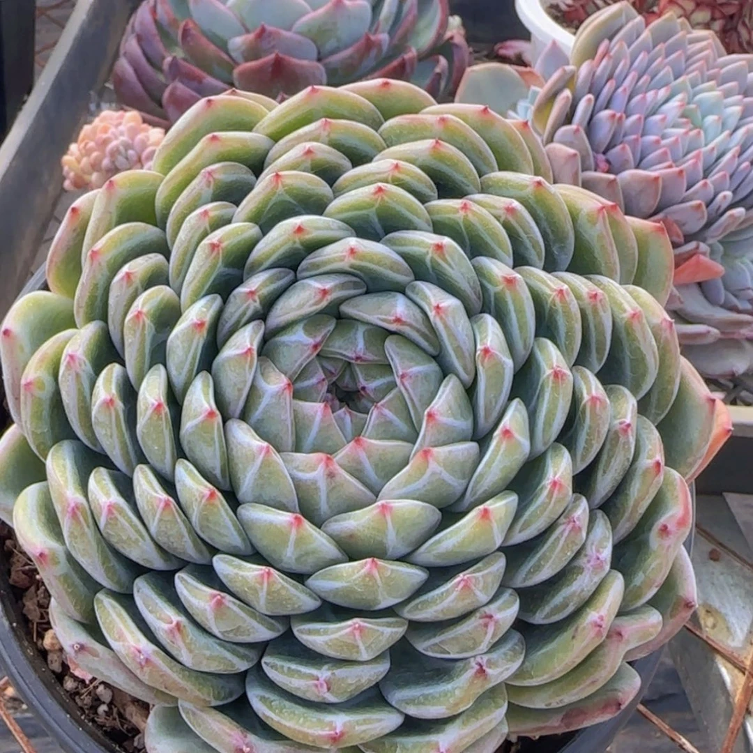 【闪购商品】母本雪花珍妮88