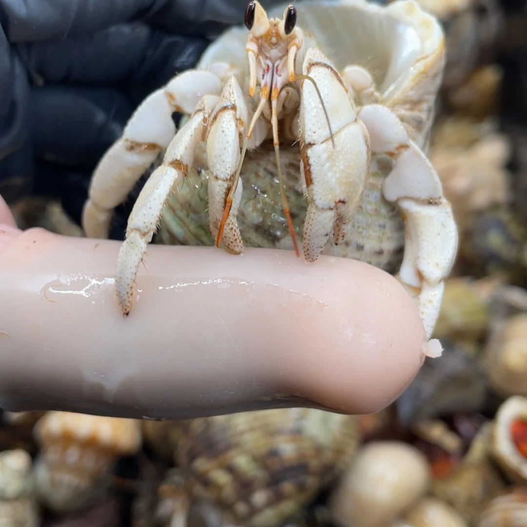 不退不换活体宠物20