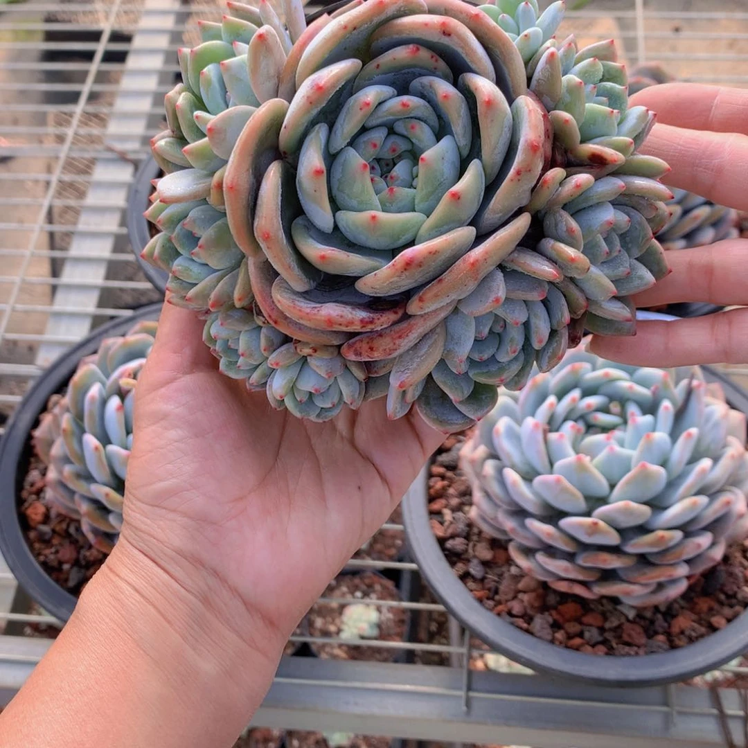 3750多头在北京街头艺人们