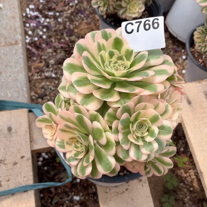 涵****766号迈巴赫老桩法师