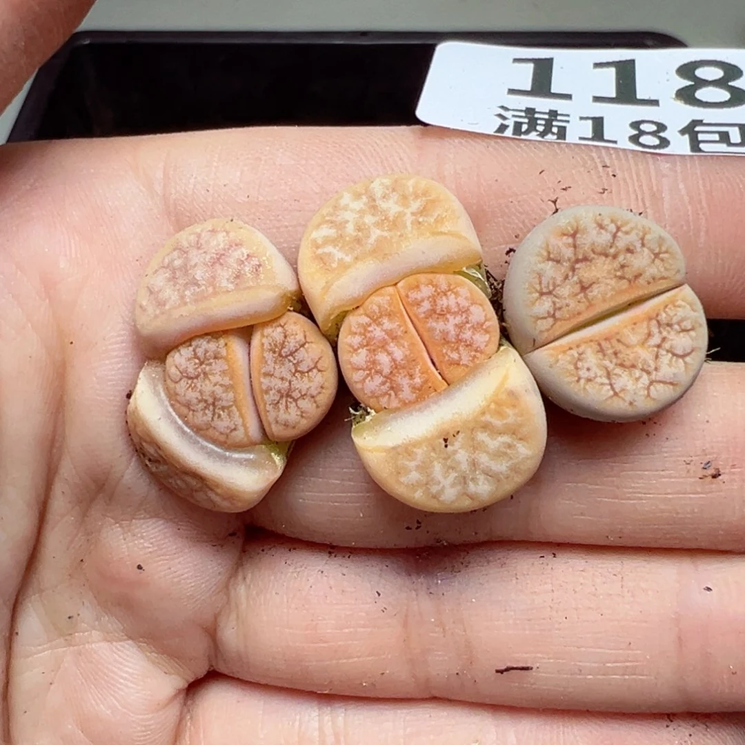 【闪购商品】1183……