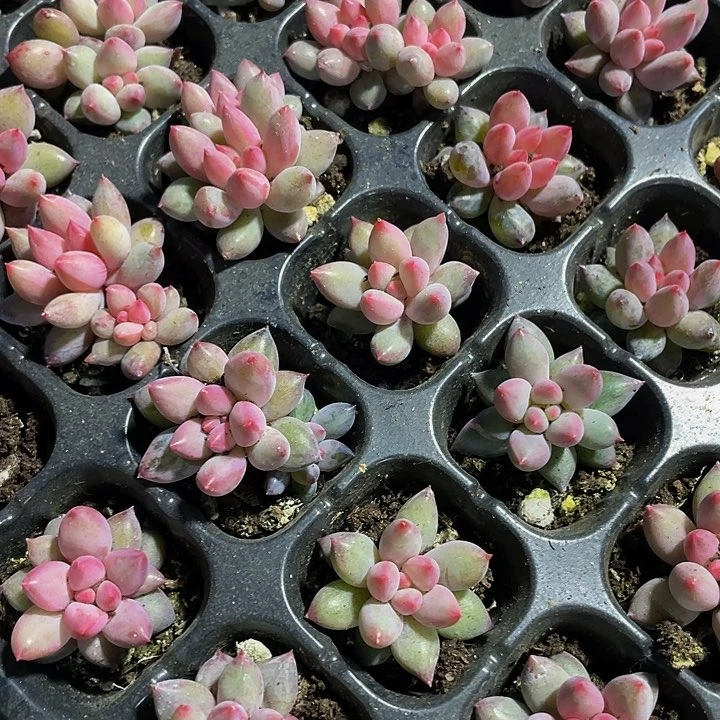 小虞美人2.8带土发