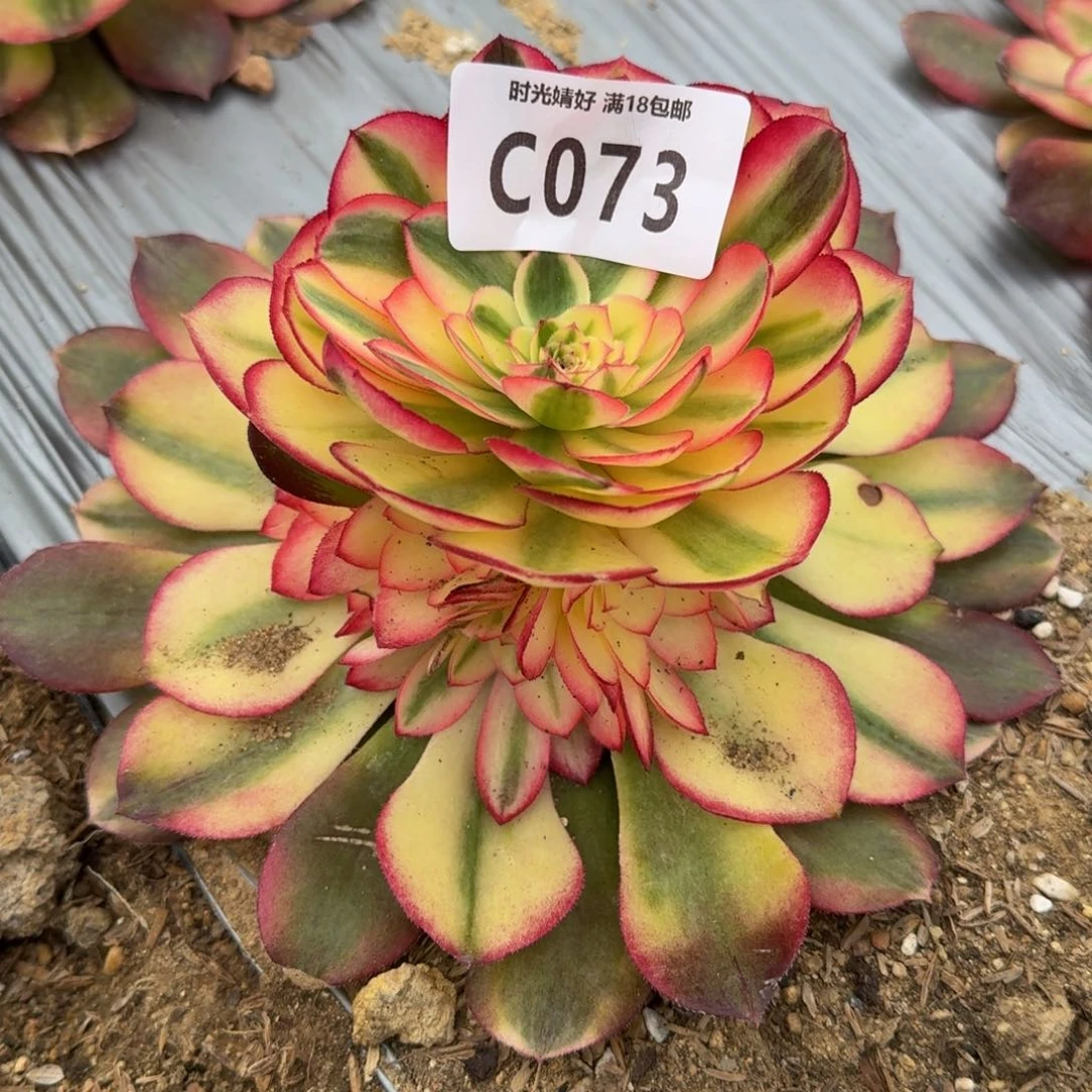 073荔枝多肉植物