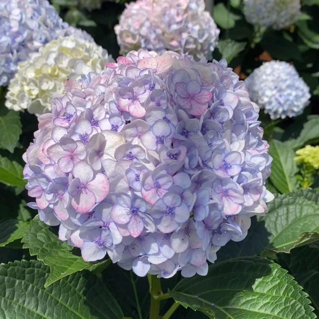 40号绣球/有色差介意勿拍/3单冷链包邮/偏远补运费发德邦空运