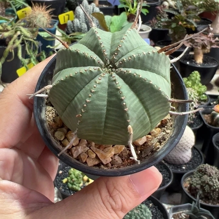 法丽达带盆11111111111