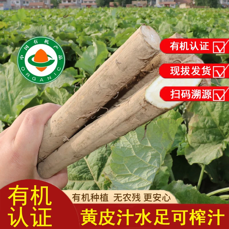 有机认证牛蒡根安疗榨汁新鲜黄皮牛旁现拔东洋参牛膀炒菜炖汤