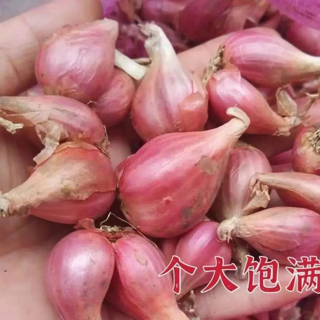 红葱头种四季葱头干新鲜葱头花盆栽红葱头种四季香葱火葱头-H