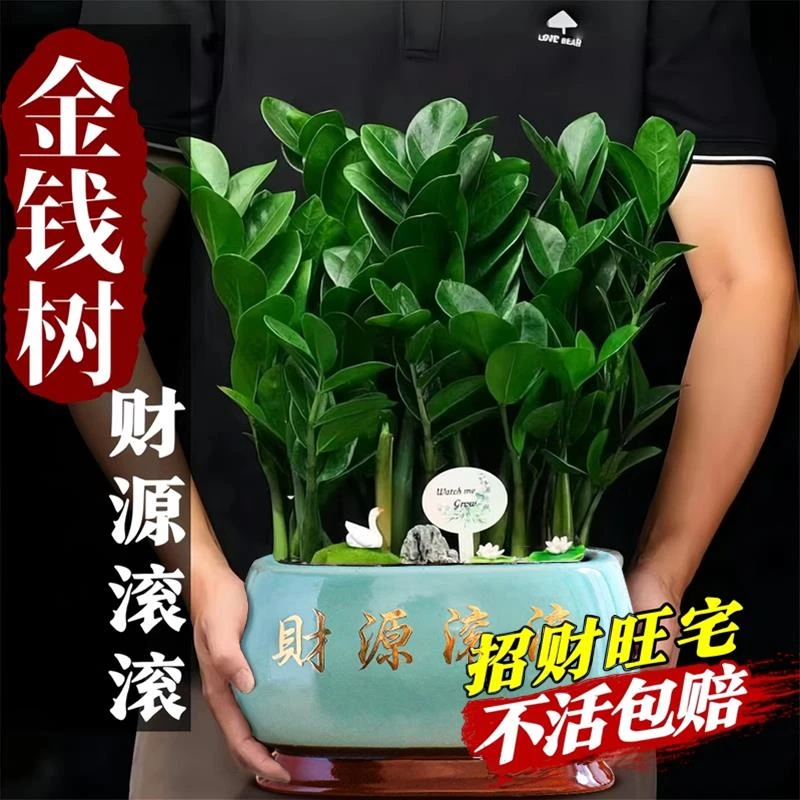 金钱树盆栽客厅大棵摆件圆叶招财旺宅绿植花卉圆头和尚福禄根生姜