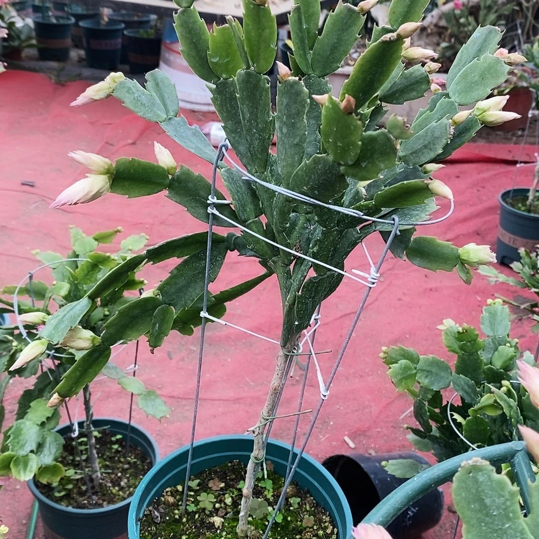 小***飞完全开放福利款单层