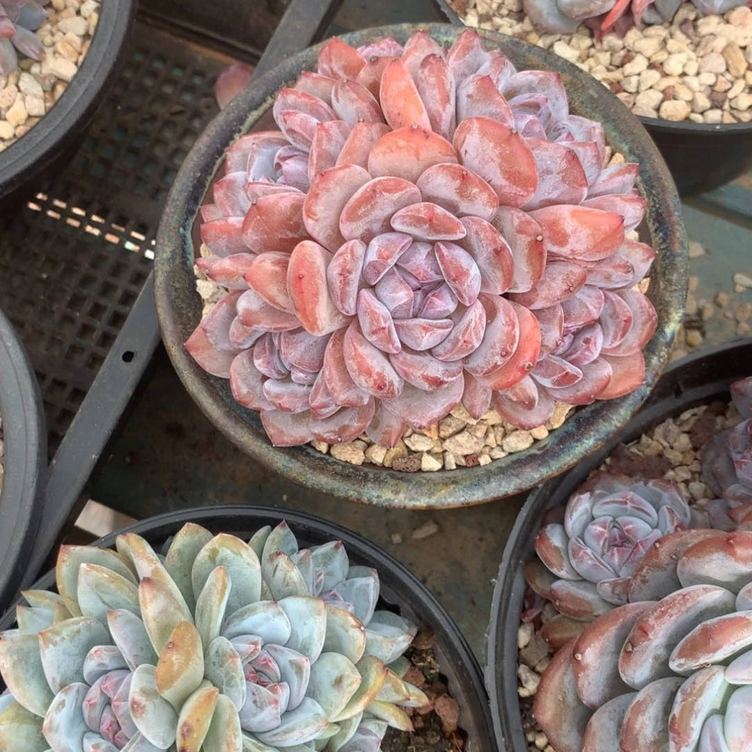 无花朵哈哈哈哈哈哈哈哈哈7