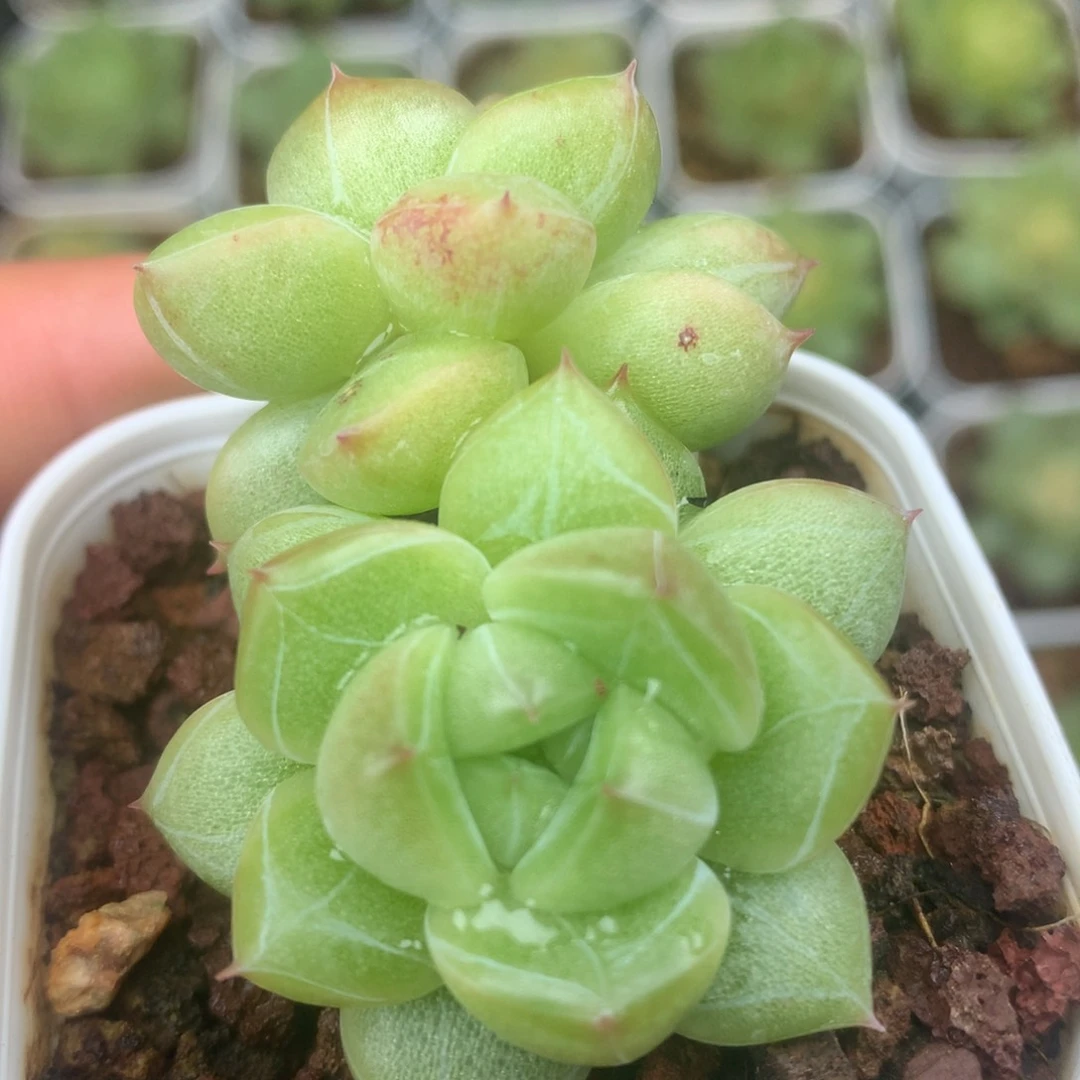 0629-271 珍妮优选