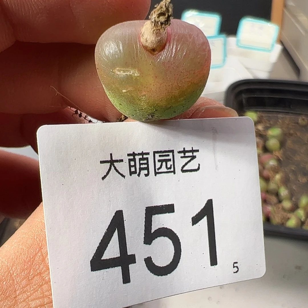 0000451 一物一拍……