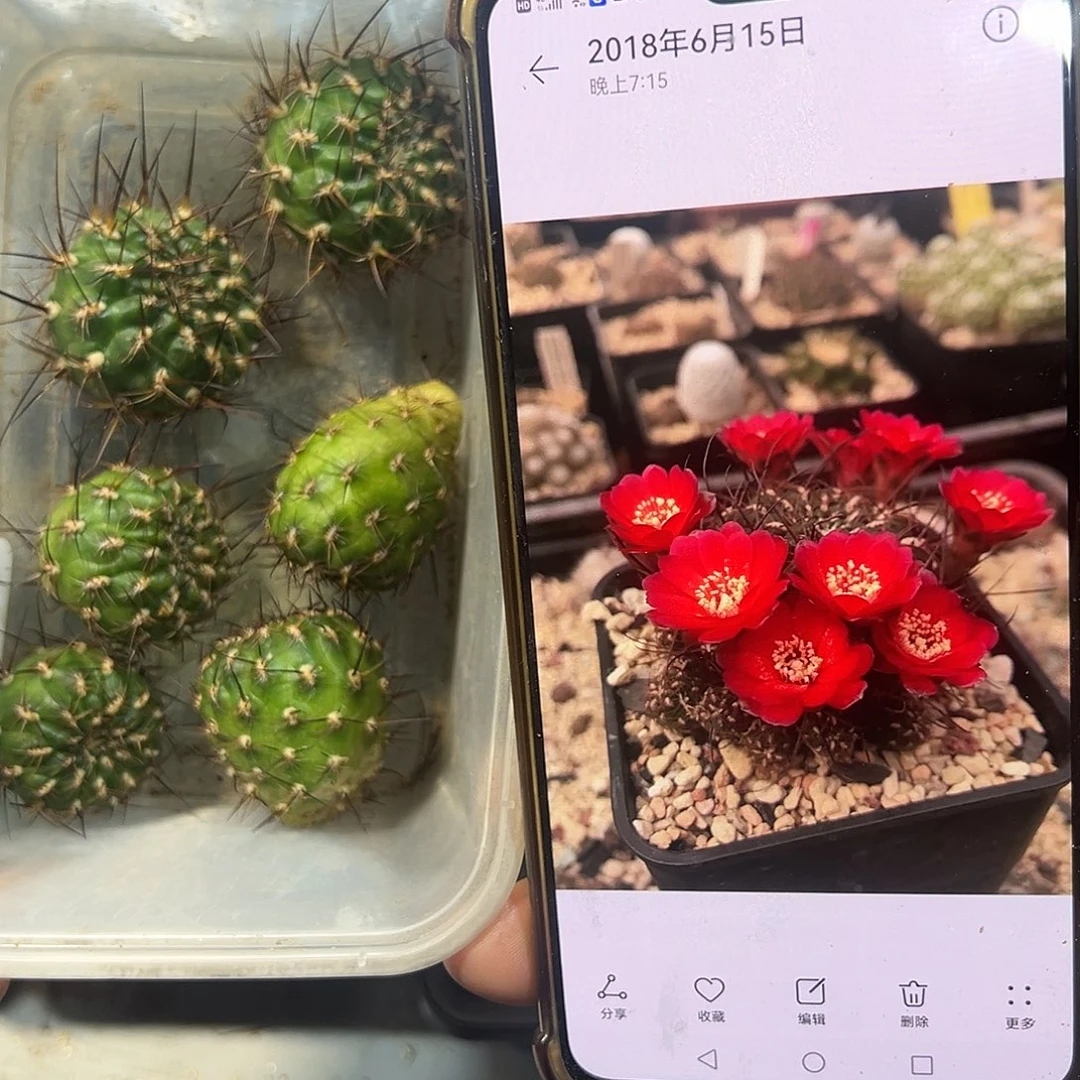 Hs270沟宝山仙人球往事