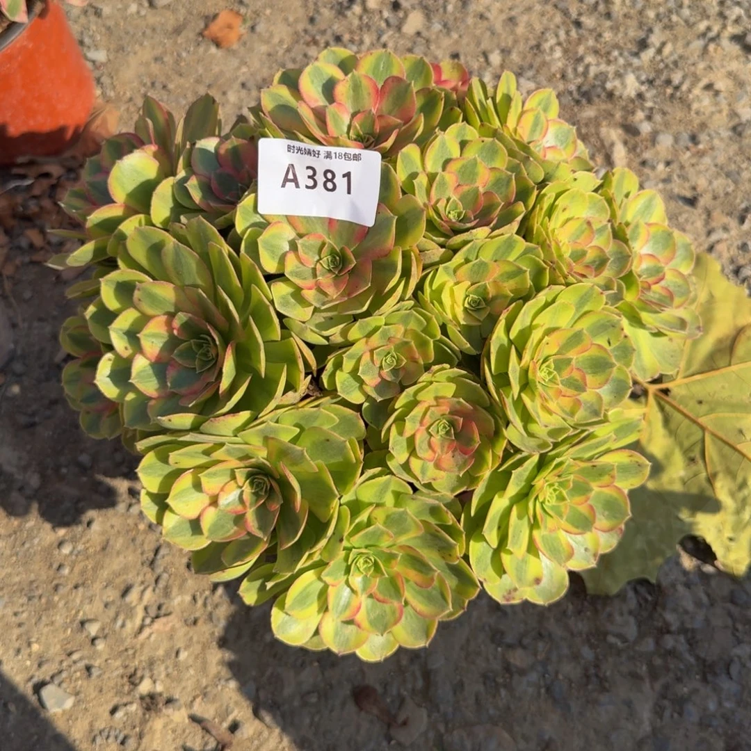 381雨荷。多肉植物