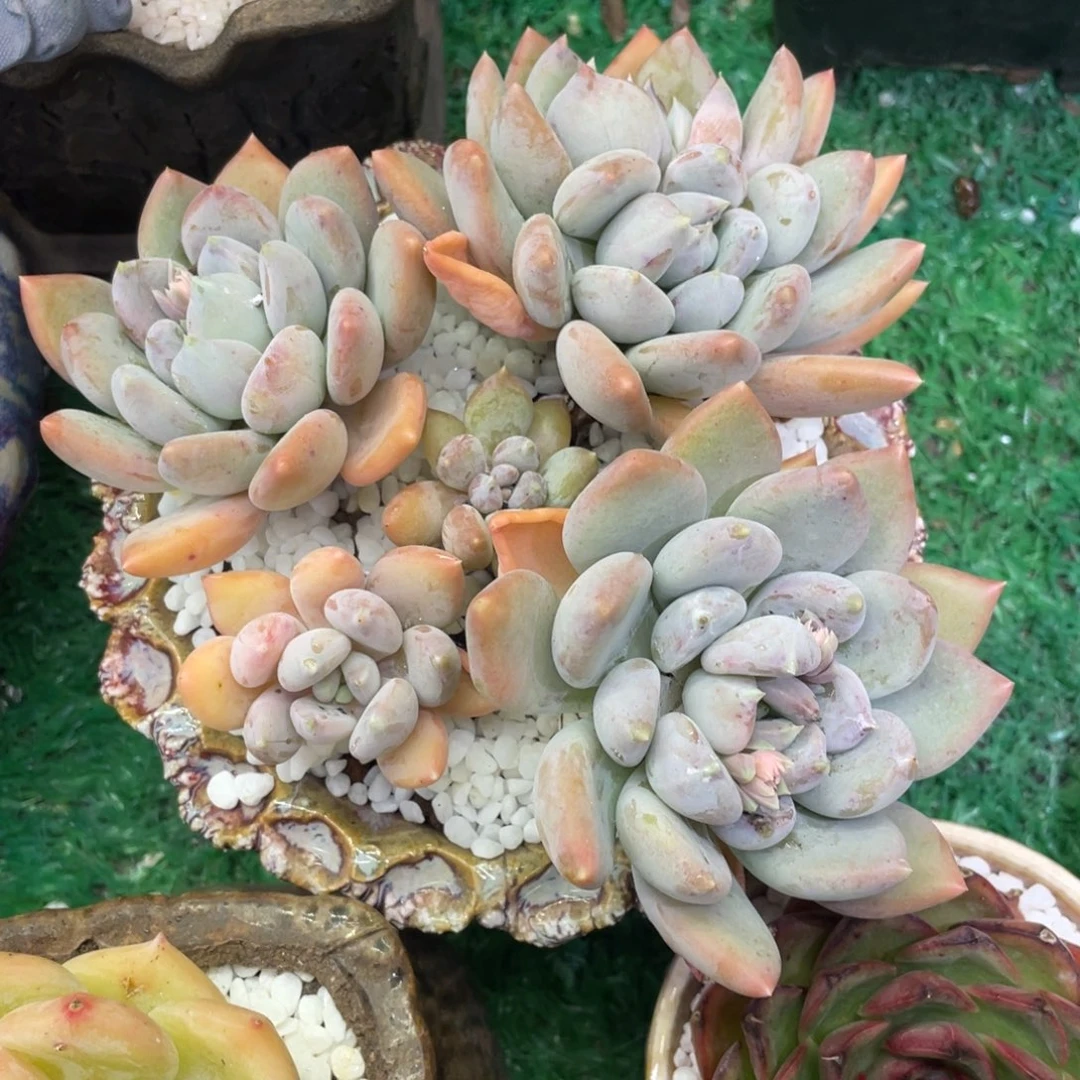 胖美人多肉植物盆栽多肉33