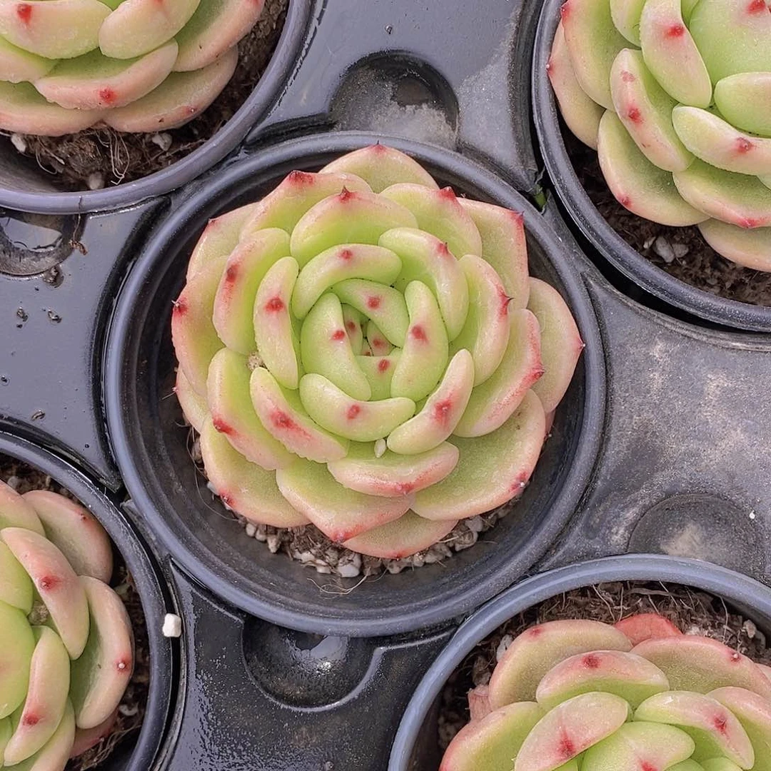 0418-金桔大单头一颗 量拍