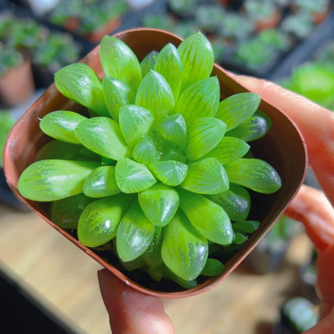 雪花玉露多肉多肉多肉