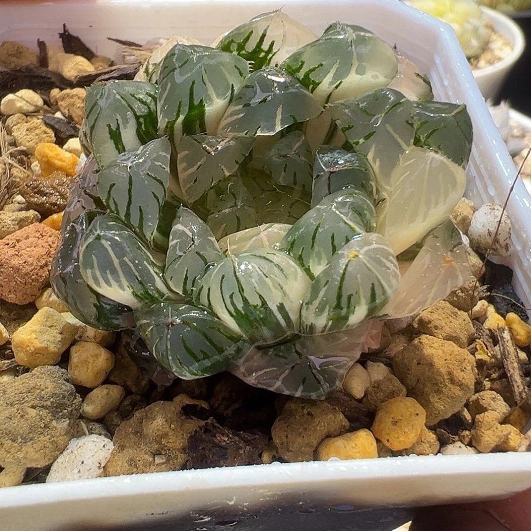 藤乙玉露锦特选福利