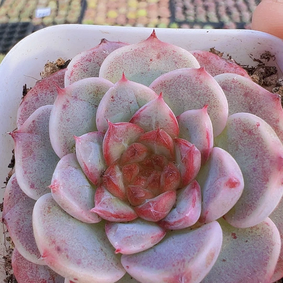 天鹅绒2颗19包邮多肉植物