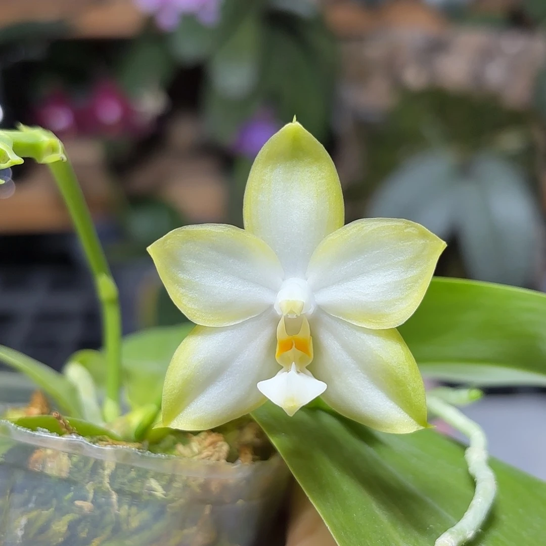 大部分开放少量花苞