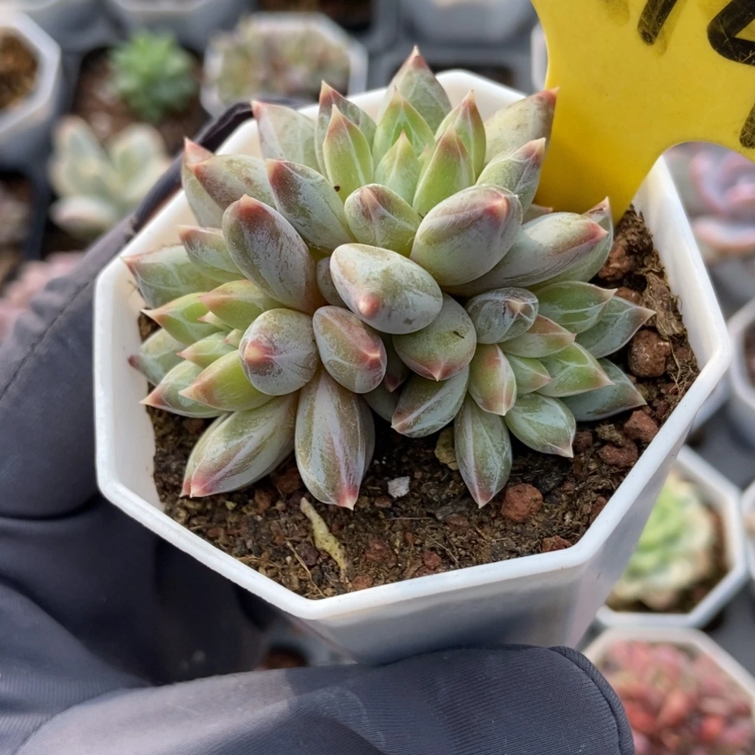 6114伊丽莎白多肉植物