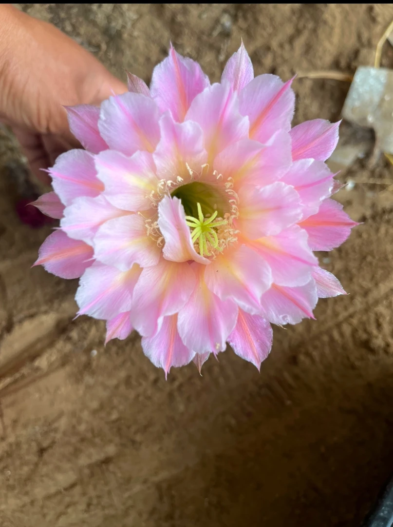 仙人球彩草歪G461