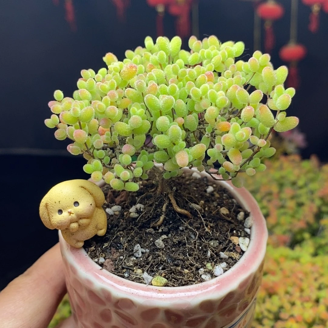 无花朵856号蜜橘糖球枝干