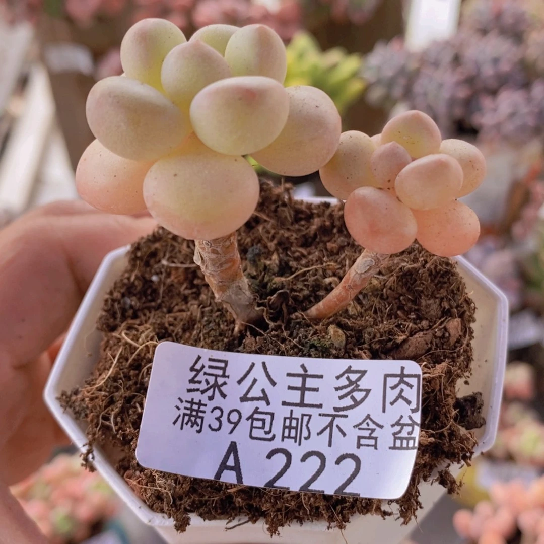 萤火虫5cm222多肉植物