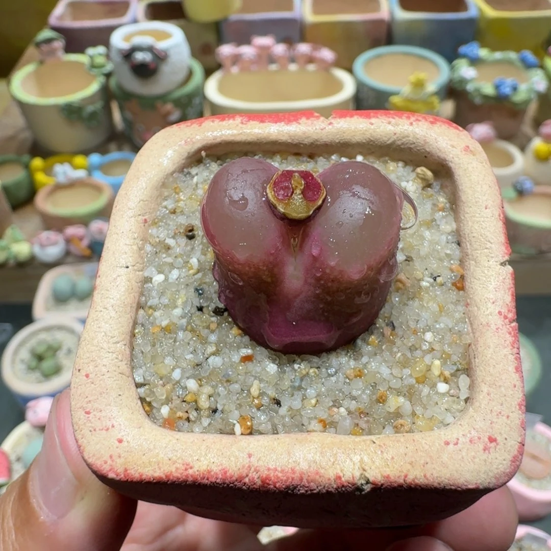 蘑菇1129毛汉尼多肉植物