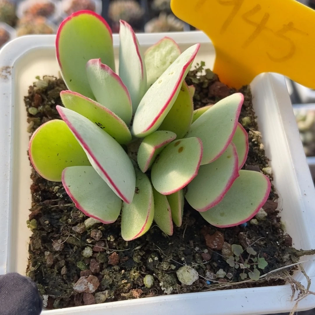 1945白眉多肉植物保护