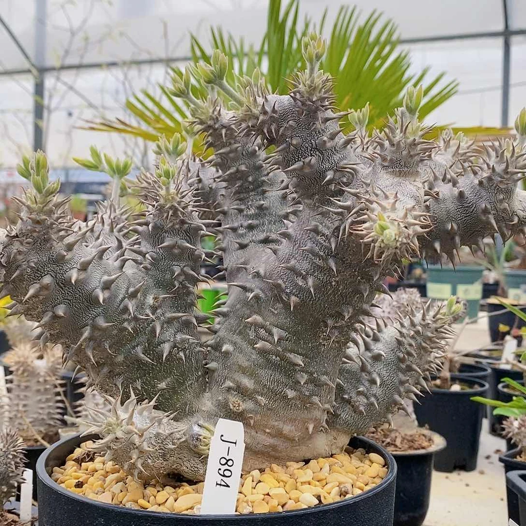 惠比大黑。多肉 块根