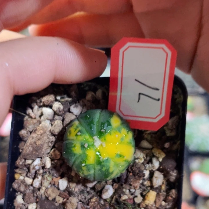 2cm 非偏远地区满25包邮仙人球裸根