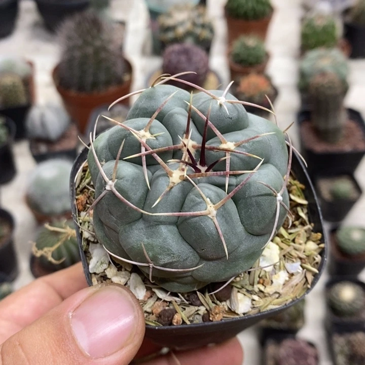 实生白肌天晃特价福利