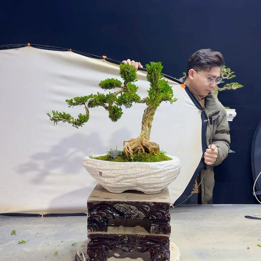 高端皱皮黄杨盆景