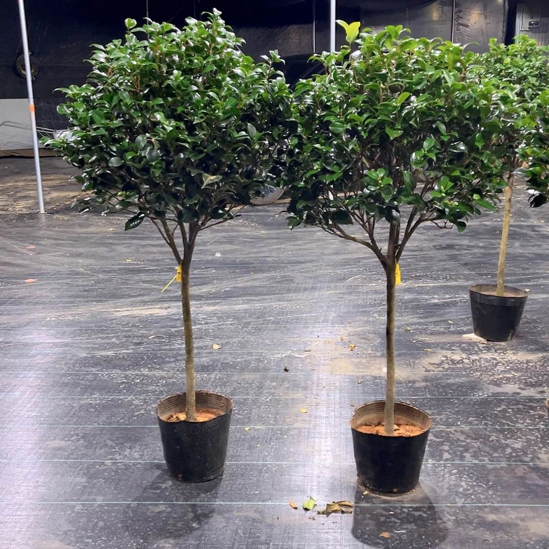 完全开放1****8一物一拍 科瑞墨