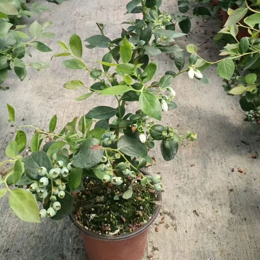 B(F6带果盆栽）带盆1加仑丰产蓝莓苗盆栽纯甜高产阳台庭院