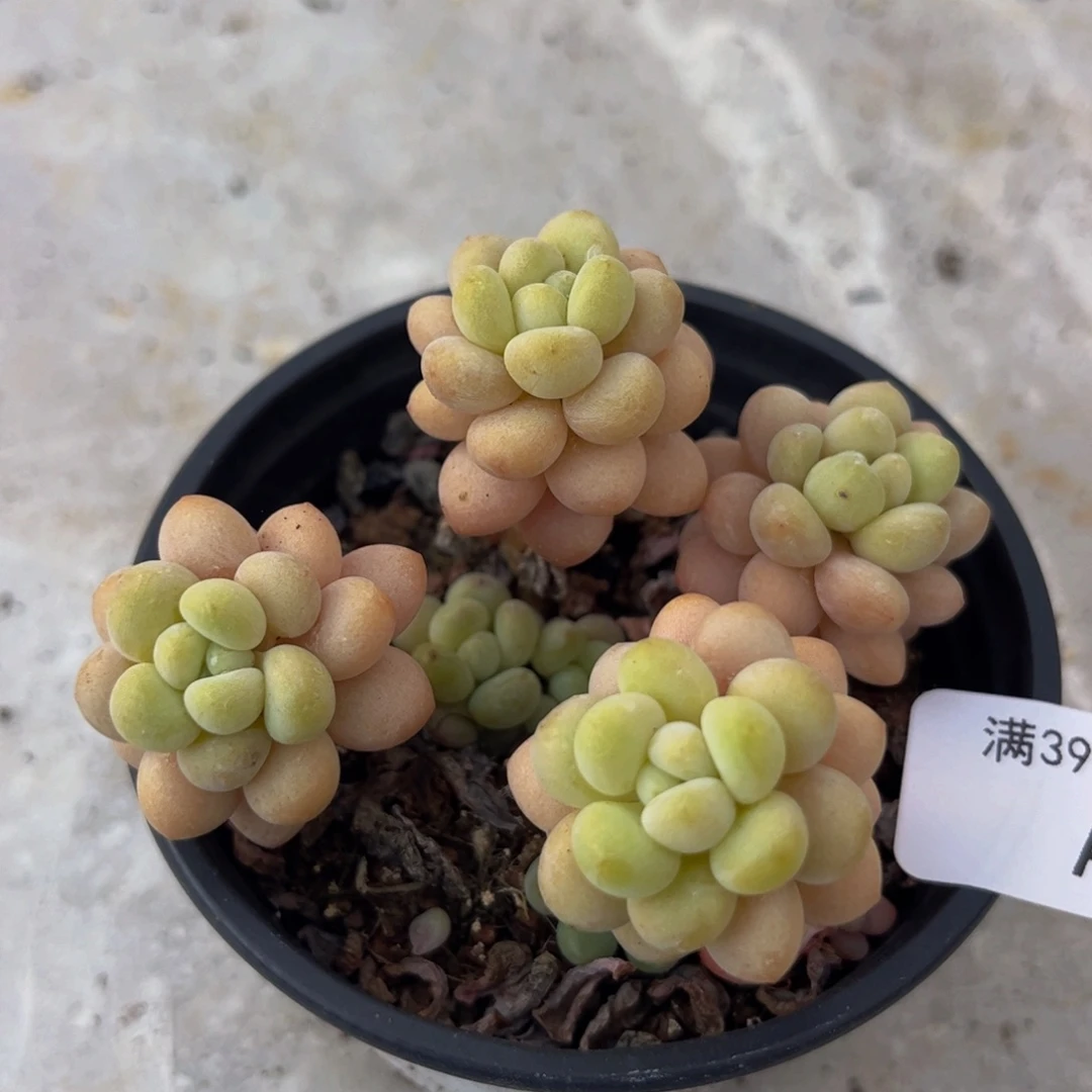 165/6cm洛可可多肉植物