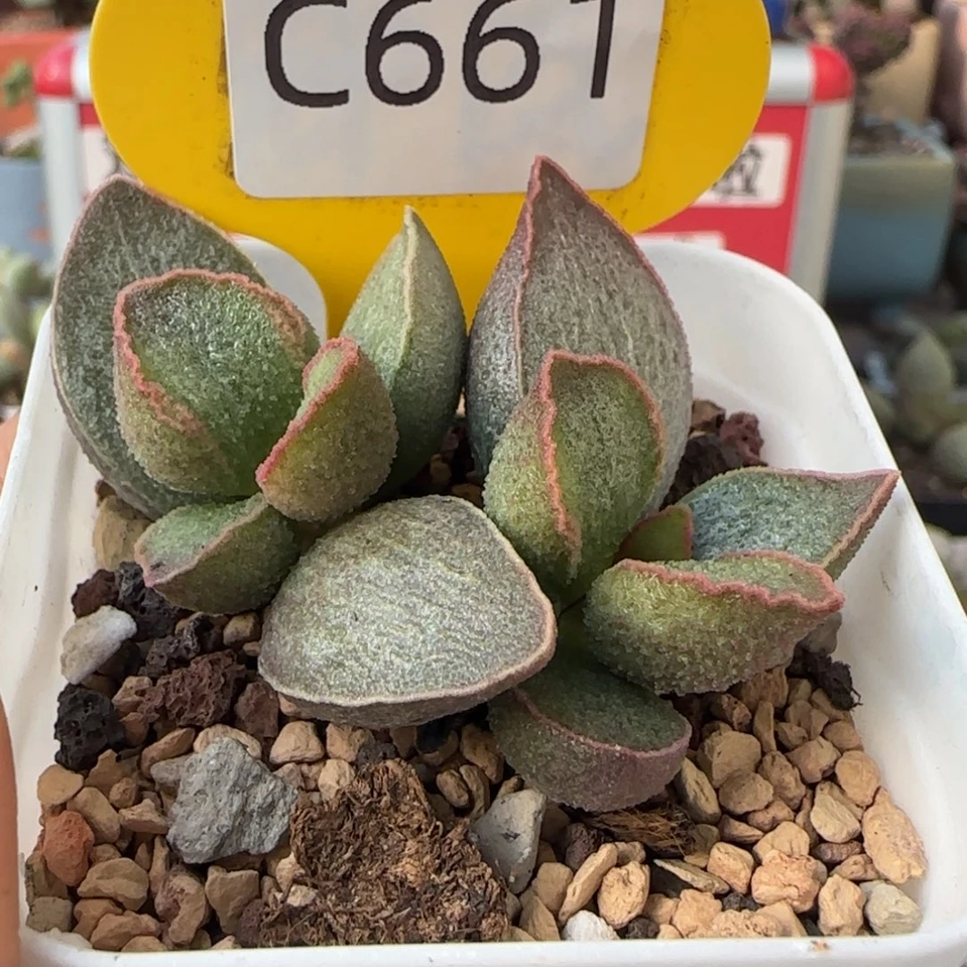 兔***子令羽。     661。
