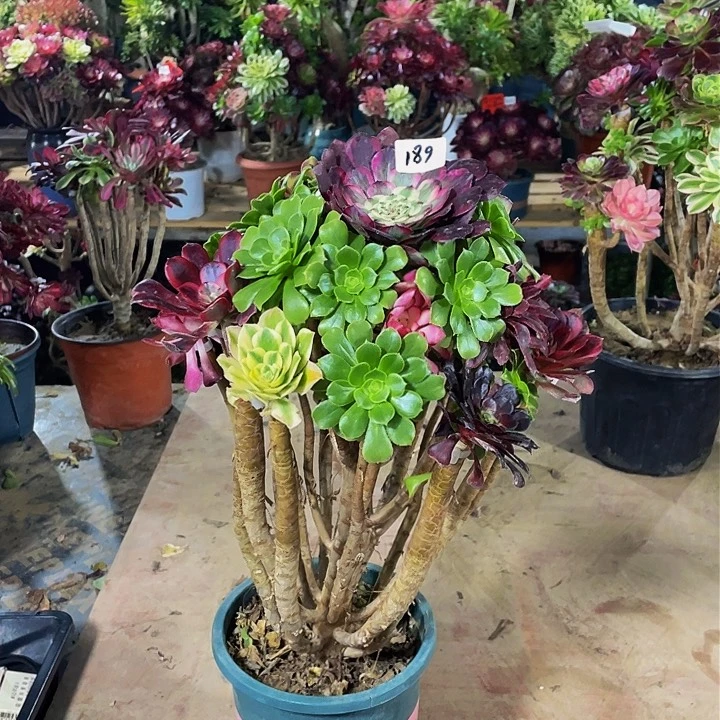 疯****?架接法师一个189号