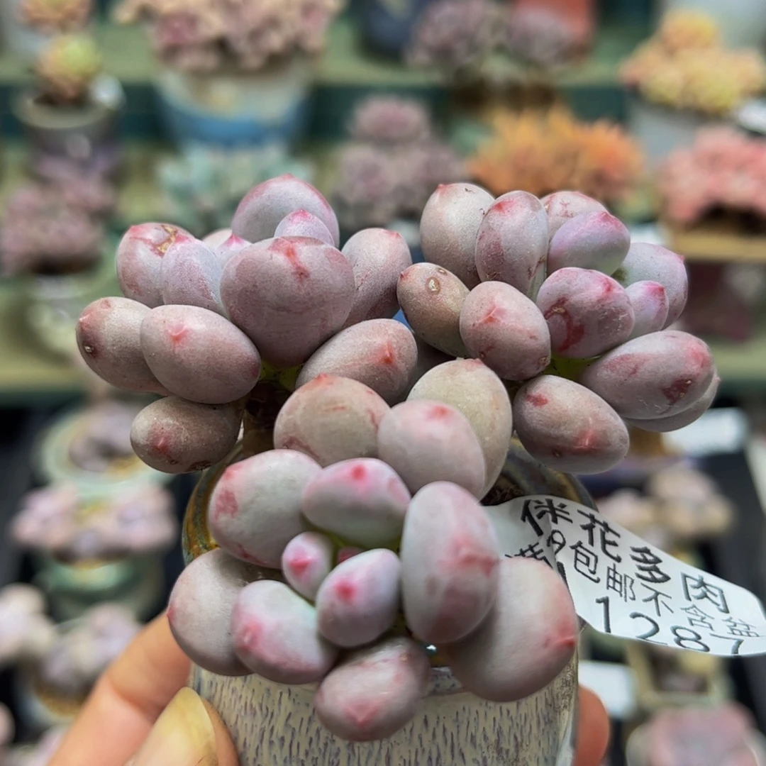 1287仙子奶酪5cm多肉