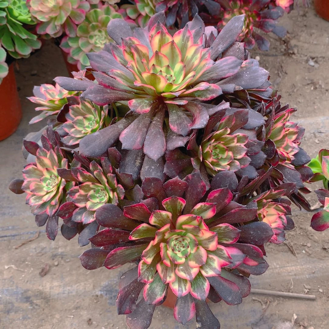 311烟花捧花多肉植物