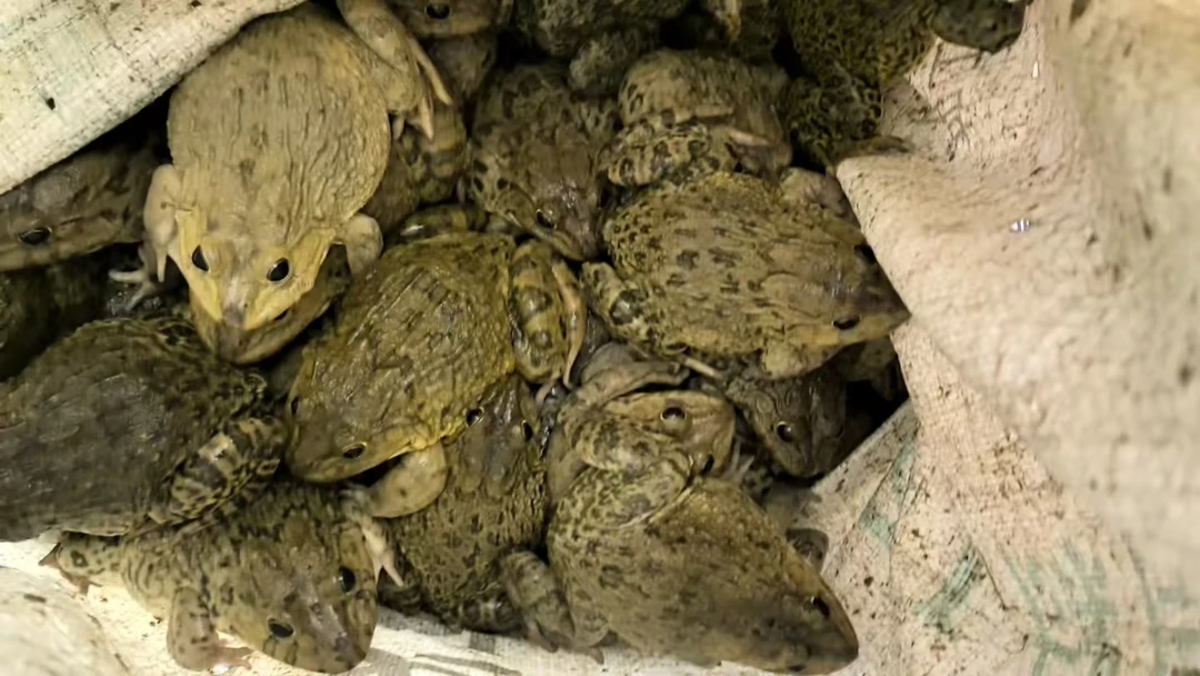 正宗放养稻田泉水广西田鸡顺丰包邮多地发货