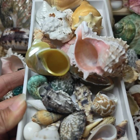 石材天然海螺贝壳