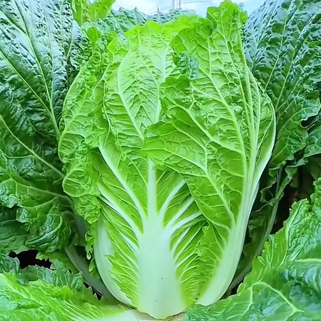 农家自种大白菜