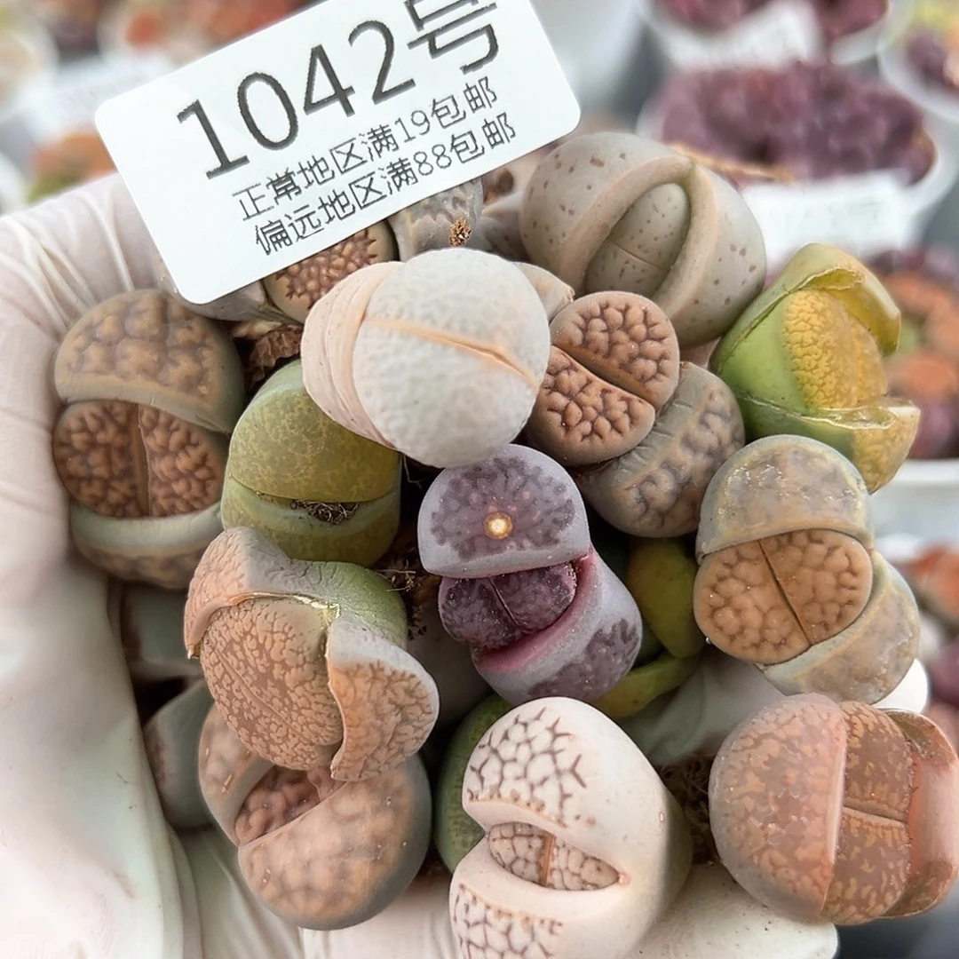 好养易活生石花大母本1042共20颗