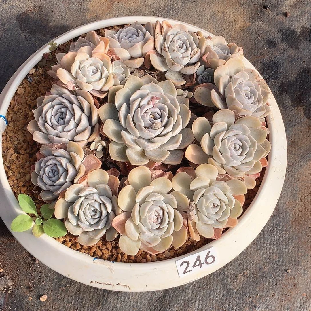 246汉堡 一物一拍多肉