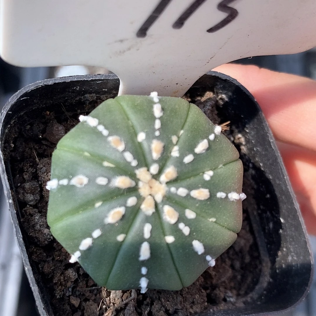 113海星连线系列福利来袭