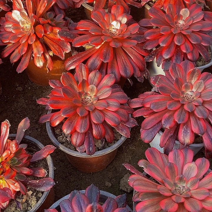 红茶法师2颗多肉1111