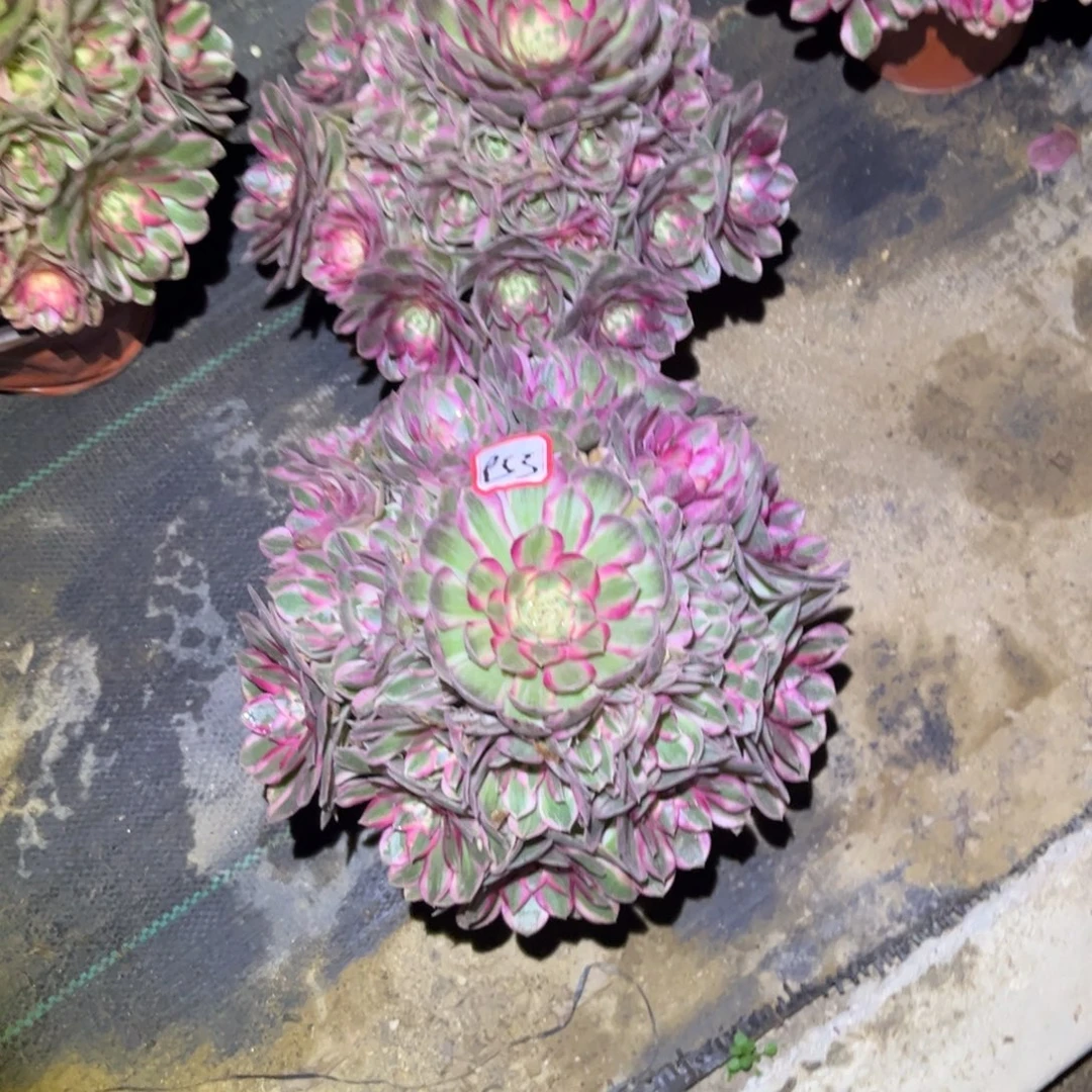 *****955多肉植物樱花法师