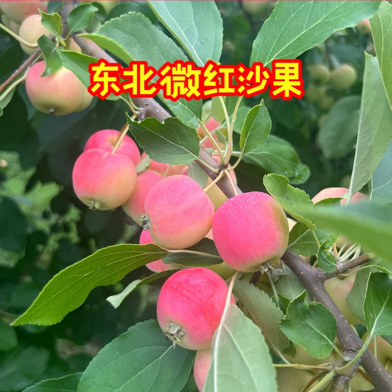 东北沙果微红应季水果现摘现发八分熟沙果口感酸脆孕妇水果包邮